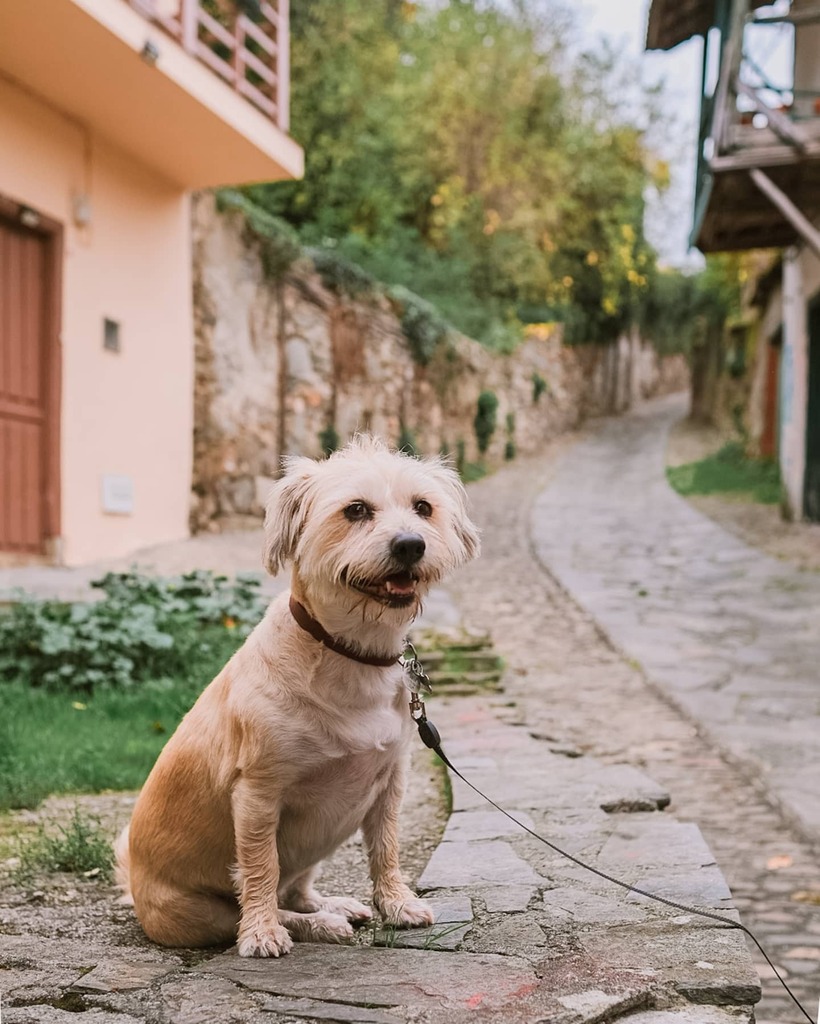 flequilu's tweet photo. ¿Tengo más fotos de Lola en la Ribeira Sacra que de la propia Ribeira Sacra? Siiii ✌️

#doglovers #ribeirasacra #eu💚rs https://t.co/nATIuZR64g https://t.co/AjAfKH5qzP