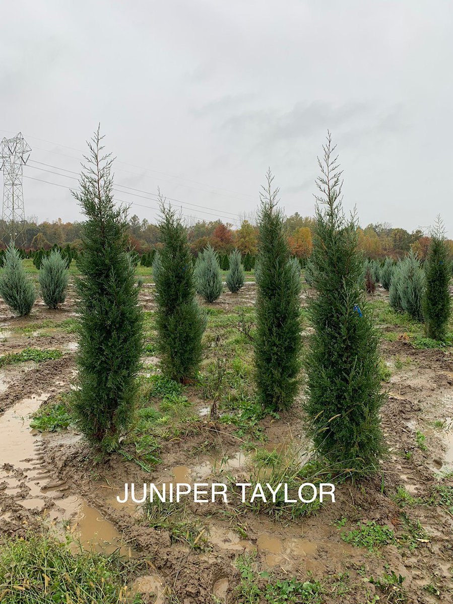 Juniper v. 'Taylor' semi-soft blue-green foliage maintains a more dense, narrow columnar form. It is very useful as a vertical accent, windbreak, or even a screen in the landscape.