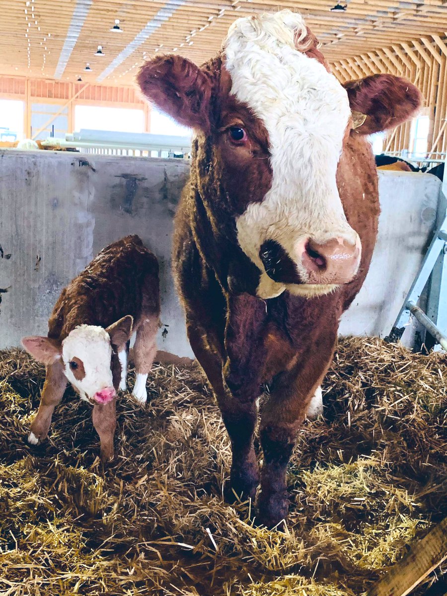 Remembrance Day was extra special on the farm this year. Two brand new baby girls born today. Moms and babies are enjoying their calving pens in the new barn #LestWeForget #Thankful <a href="/FFA_GovNL/">Fisheries, Forestry and Agriculture NL</a> <a href="/NLFarms/">NL Federation of Agriculture</a>