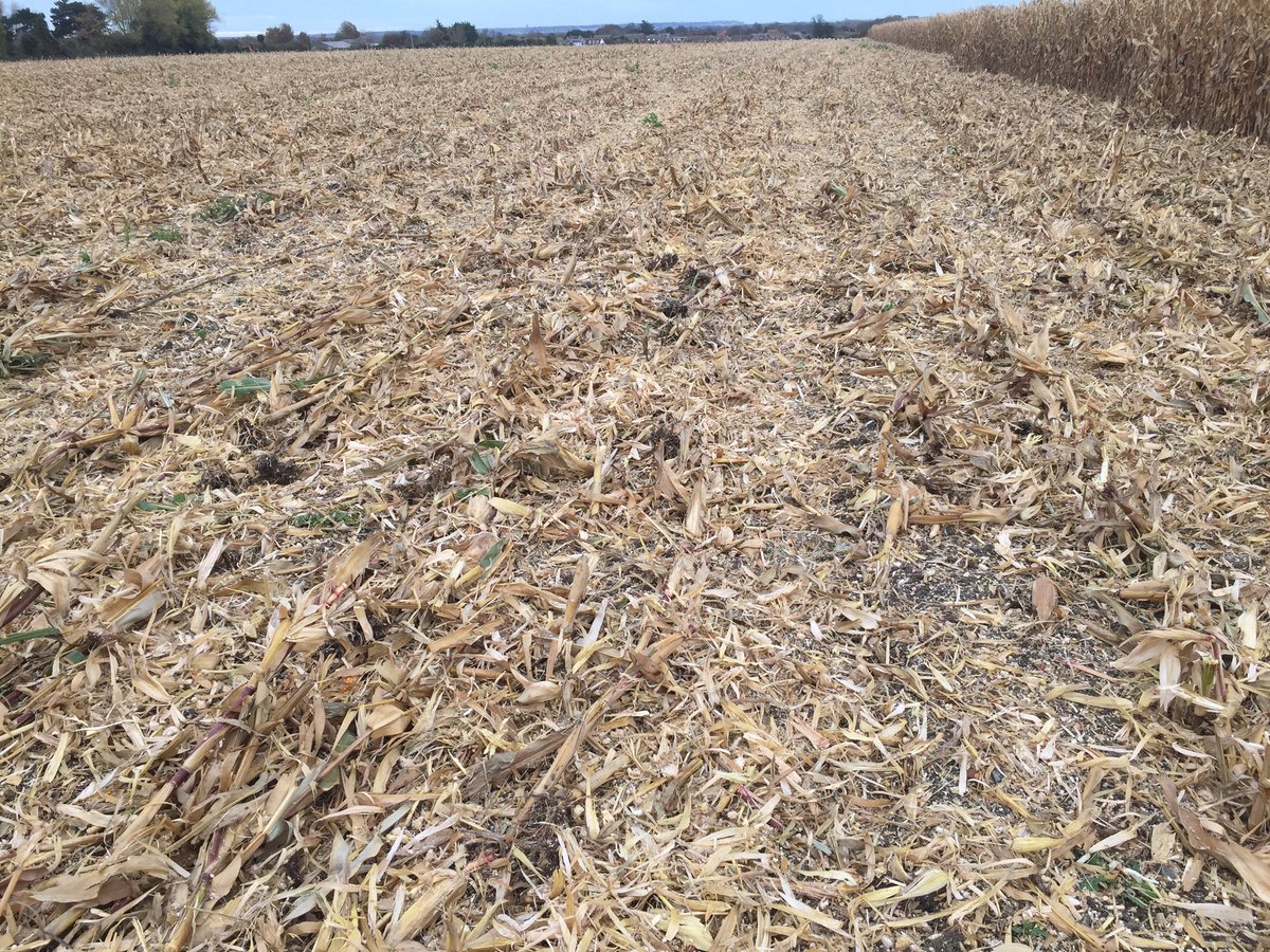 New crop for us this year, #harvest21 is finished off with grain maize coming in at 32% moisture in the November sun. And putting up to 40t/ha of organic matter back into the soil.