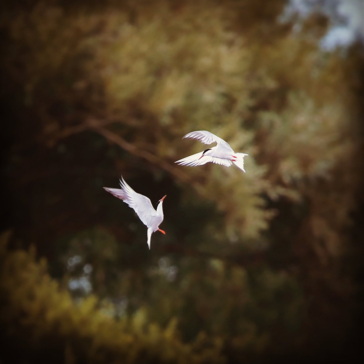 BASKPhotography's tweet photo. Birds Dance of love 💕 . 👯‍♀️🕊 #birdphotography #wildlifephotography #photography https://t.co/3C175qXvzG