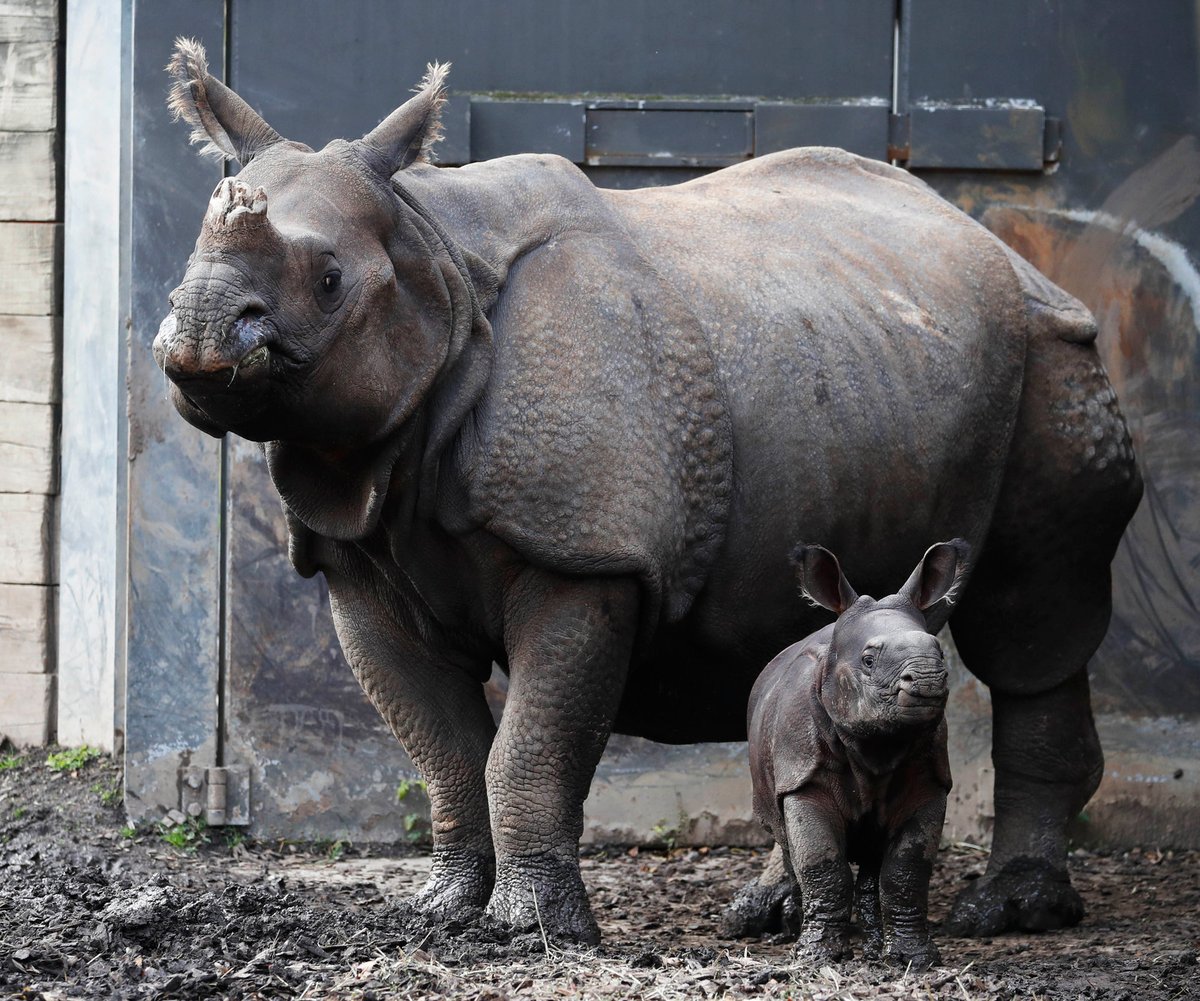 The baby #rhino made its public debut today at the <a href="/buffalozoo/">Buffalo Zoo</a>. It's a little cutie even though it's 250 lbs. at less than a month old.