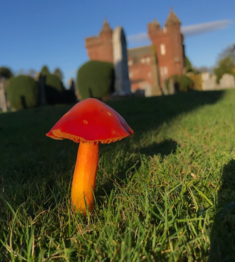 becssim's tweet photo. 🍄❤️🏰 #cherrywaxcap #mushrooms #fungus #fungi #mushroomsoftwitter #mycology #forage #mycologist #mushroomphotography #scottishphotgraphy #nature #waxcapmushroom #fungifreaks https://t.co/8xNvnWXFHO