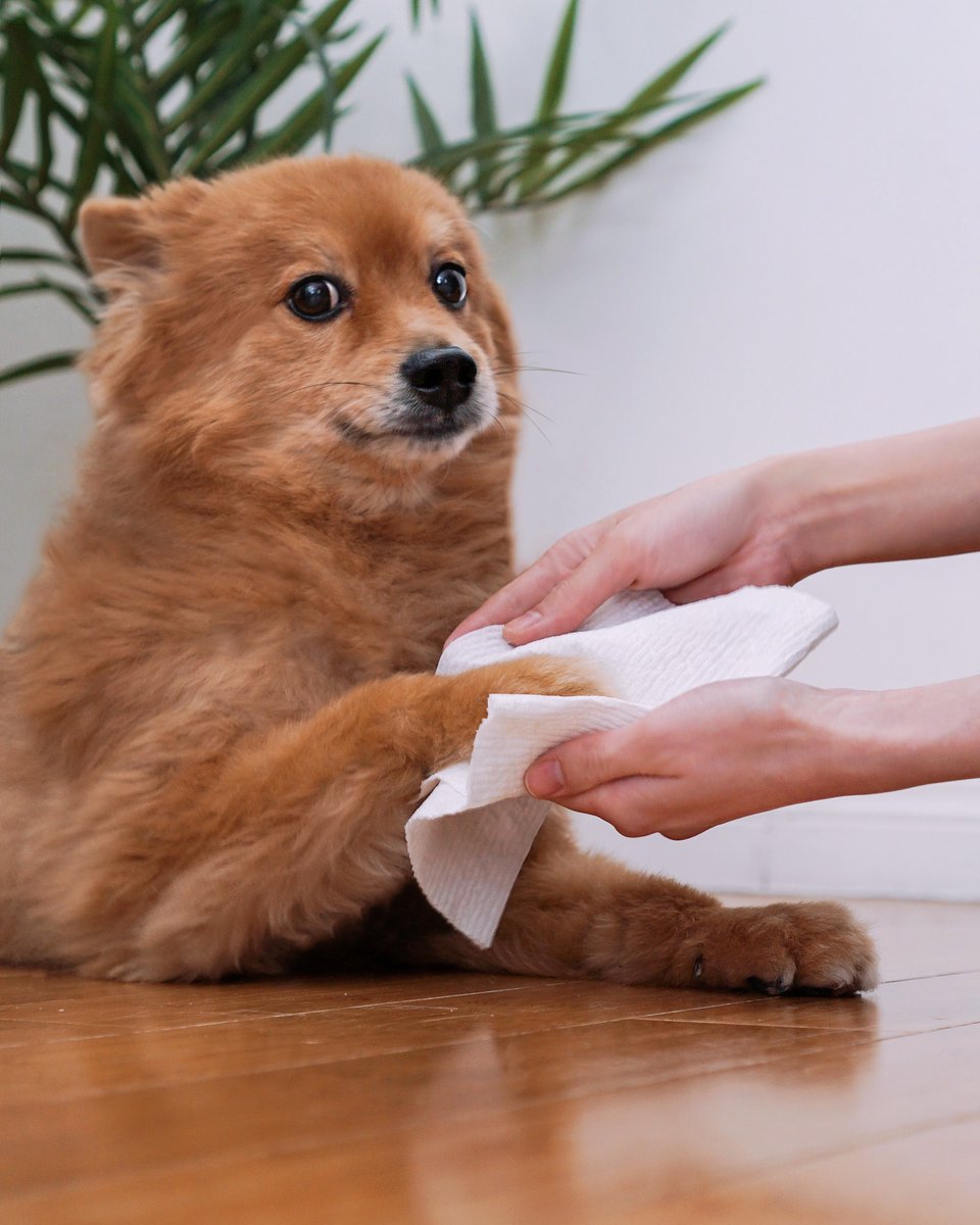 Treat your #bestfriend to the cloth-like softeness and durabilty of Viva® Signature Cloth while you clean #muddy #paws and keep them and your home #clean!🐾  #VivaTowels