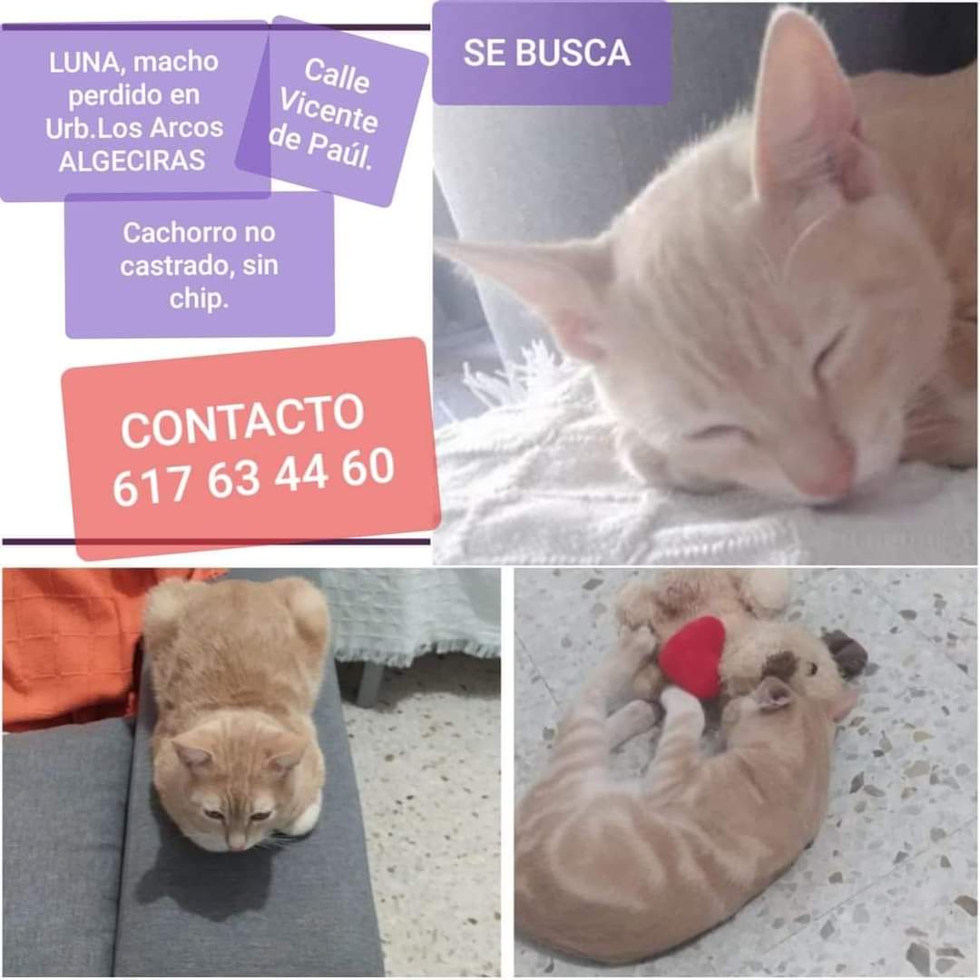 PetsLalinea's tweet photo. Busca a su gatito, si alguien lo ve que la avise. Gracias!!
#Desaparecido #Algeciras #cachorros #gatoperdido
Post original 🔻

https://t.co/sIU7IX5dfE https://t.co/pxk4IihzkI