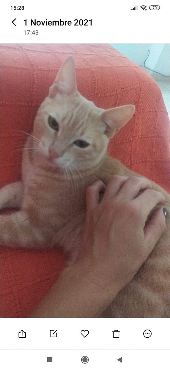 PetsLalinea's tweet photo. Busca a su gatito, si alguien lo ve que la avise. Gracias!!
#Desaparecido #Algeciras #cachorros #gatoperdido
Post original 🔻

https://t.co/sIU7IX5dfE https://t.co/pxk4IihzkI