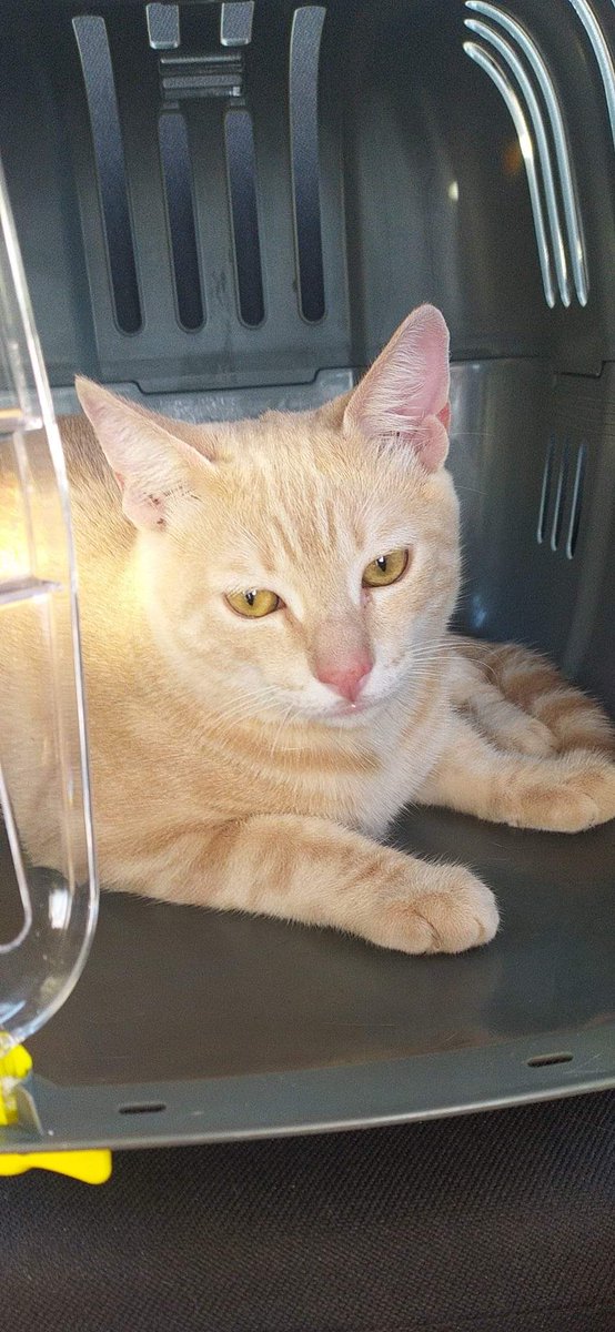 PetsLalinea's tweet photo. Busca a su gatito, si alguien lo ve que la avise. Gracias!!
#Desaparecido #Algeciras #cachorros #gatoperdido
Post original 🔻

https://t.co/sIU7IX5dfE https://t.co/pxk4IihzkI