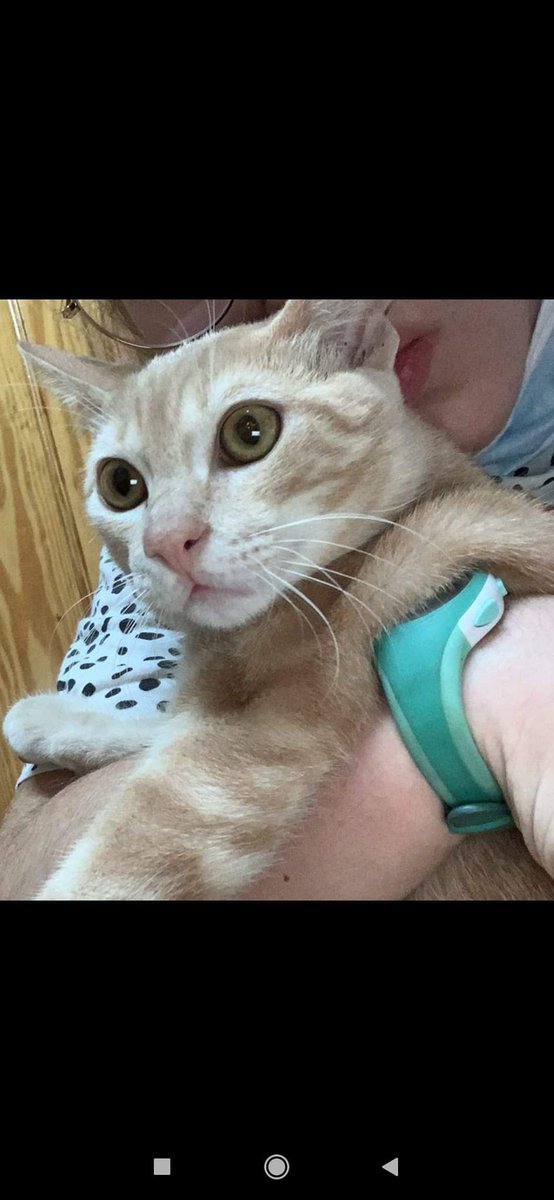 PetsLalinea's tweet photo. Busca a su gatito, si alguien lo ve que la avise. Gracias!!
#Desaparecido #Algeciras #cachorros #gatoperdido
Post original 🔻

https://t.co/sIU7IX5dfE https://t.co/pxk4IihzkI