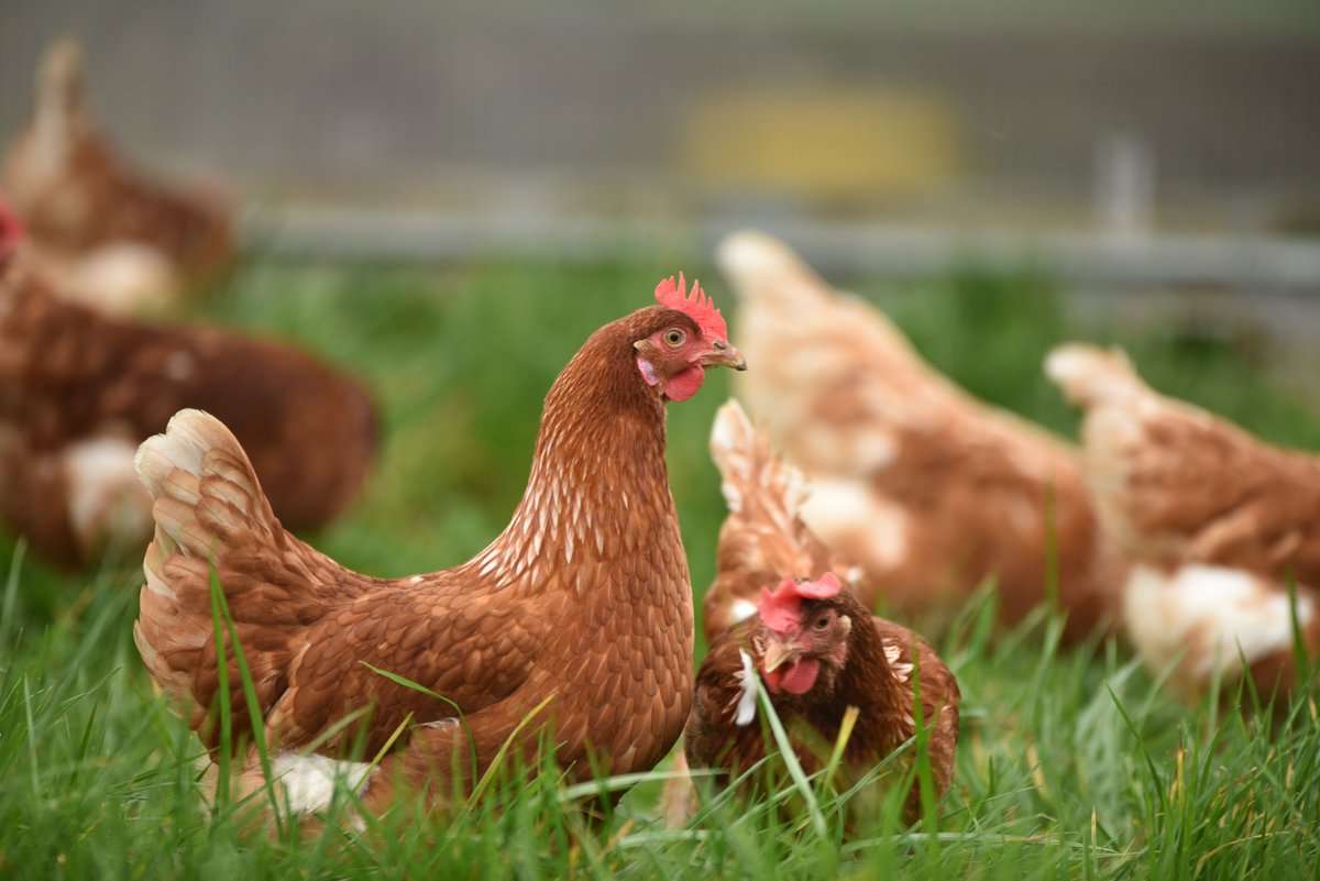 BioChallenge tweet picture