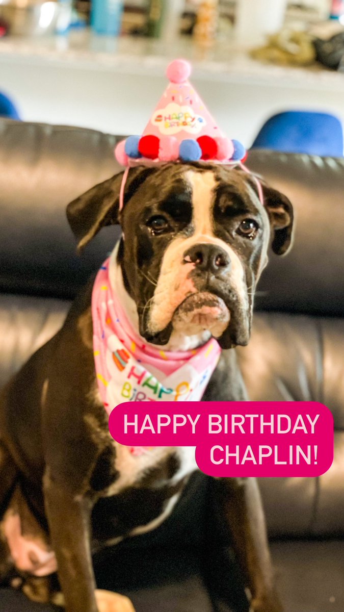 Yesterday was this girl’s birthday. She has a scar on her head that I call her missing unicorn horn. One day she will have her own story about a boxer who wants to be a unicorn. At least this hat can provide a temporary horn. #Boxers #Unicorn #picturebooks #writerslife #amwriting