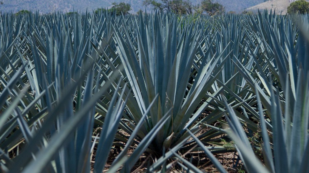 4 Copas Tequila tweet media