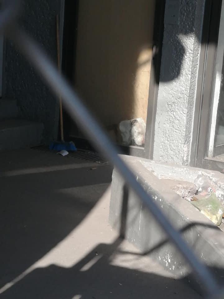 Monze_Pelaez's tweet photo. @PAOTmx Hola, sobre Calz. Ignacio Zaragoza 846, Agrícola Pantitlán, Iztacalco, 08100, en calle Agua caliente, a lado de un chedraui, hay un lugar que esta abandonado, tienen a un perrito desconozco su estado pero su carita refleja todo. Por favor, ayuda para poder rescatarlo https://t.co/LSmh11Cdqp