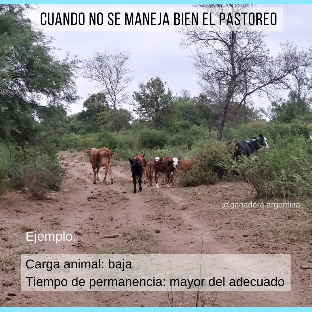 ganadera_arg's tweet photo. Les dejo algo que no suelo ver en redes.. Un caso de mal manejo del pastoreo https://t.co/qX1304UfYS