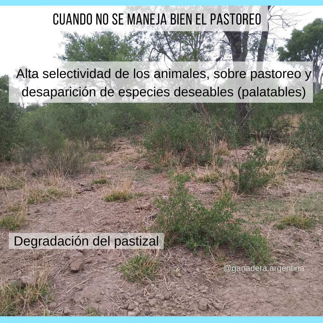 ganadera_arg's tweet photo. Les dejo algo que no suelo ver en redes.. Un caso de mal manejo del pastoreo https://t.co/qX1304UfYS