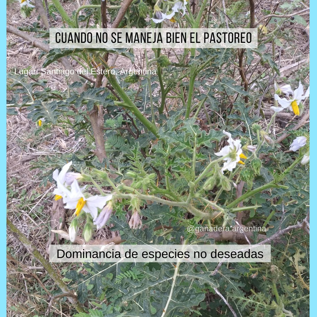 ganadera_arg's tweet photo. Les dejo algo que no suelo ver en redes.. Un caso de mal manejo del pastoreo https://t.co/qX1304UfYS