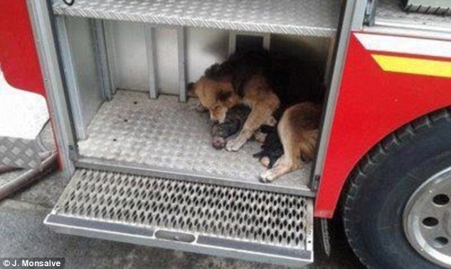 remizacompl's tweet photo. Suczka Amanda podczas pożaru domu wyniosła wszystkie swoje szczeniaki z płonącego pomieszczenia. Biegała w tą i z powrotem, aby ukryć je w najbezpieczniejszym miejscu, którym okazał się wóz bojowy strażaków. Cała rodzina trafiła pod opiekę weterynarzy. https://t.co/WAHBSiXwxE