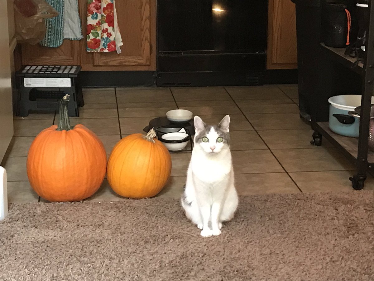 Moe Mijjum tweet media