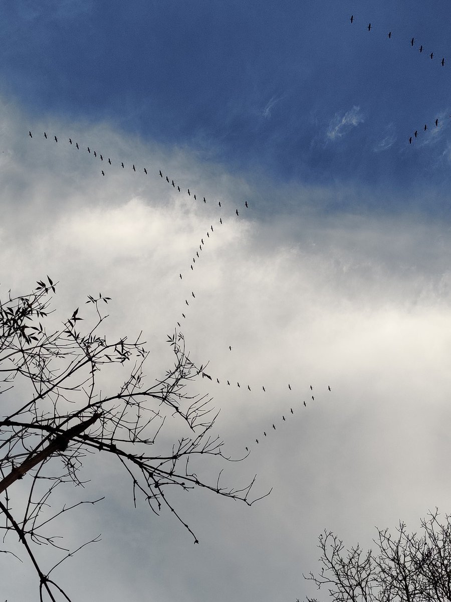 stephjegu's tweet photo. Profiter d'une belle journée et voir passer (et entendre) les grues dans le ciel du Libournais #winteriscoming https://t.co/zrSeUPpXQm
