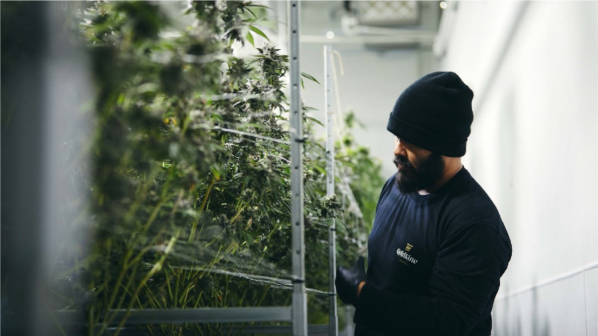 It’s all about what you know when you grow. At Goldkine our mission is to cultivate the finest flower available. From our state-of-the-art grow facility, to our meticulous harvest processes, everything we do is about catering to the cannabis connoisseur.
#goldkine #oneofakine