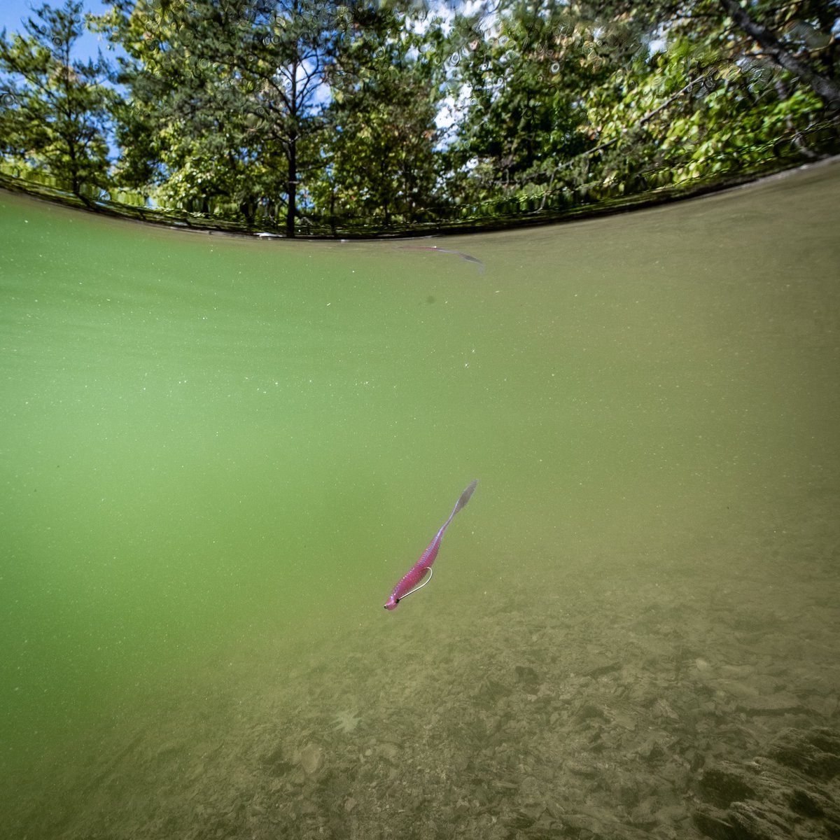 MISSILE_BAITS's tweet photo. A go-to, for whenever the bite gets tough. #missilebaits #bassfishing #bombshot #dropshot https://t.co/GPcHk6AlYL