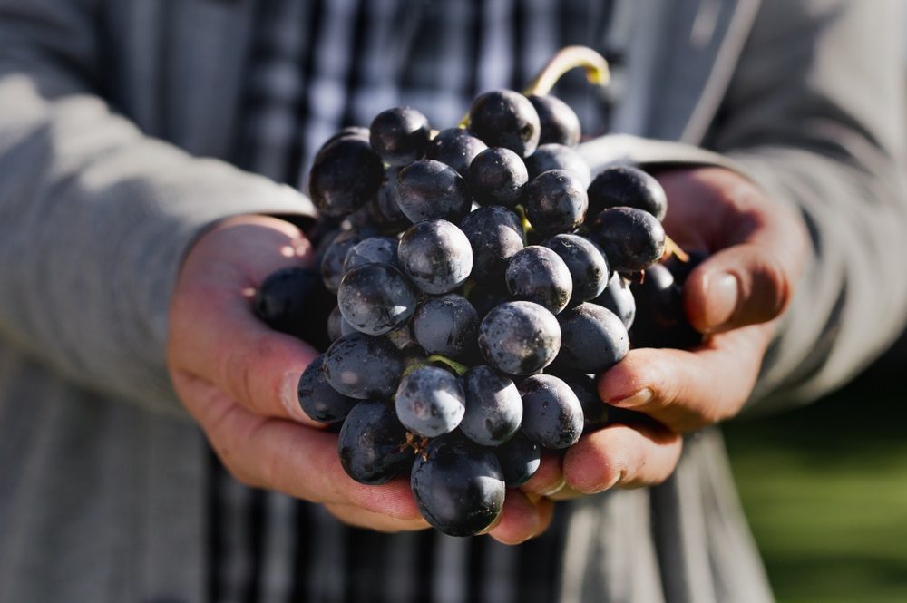 It's Tempranillo trivia time!

1. Where are most Tempranillo grapes grown?
2. Do the grapes ripen earlier or later than other varieties in the region?
3. True or False? Tempranillo wine has been around for over 3,000 years.

Leave your answers below!

#InternationalTempranilloDay
