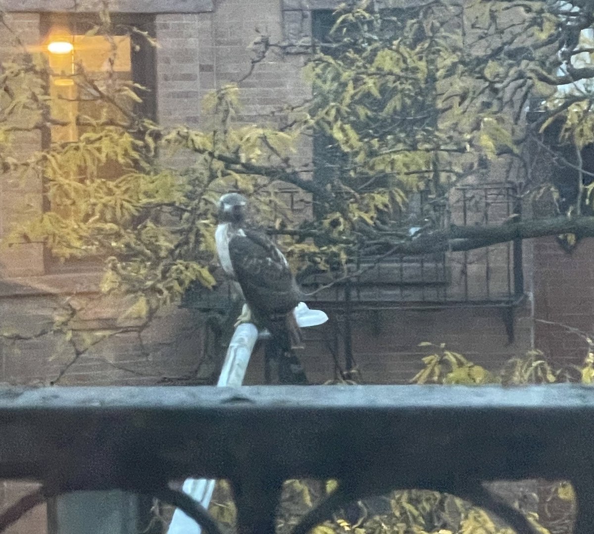 butmetho's tweet photo. Had a pretty impressive visitor outside our place today! https://t.co/5zkgZkbuCn