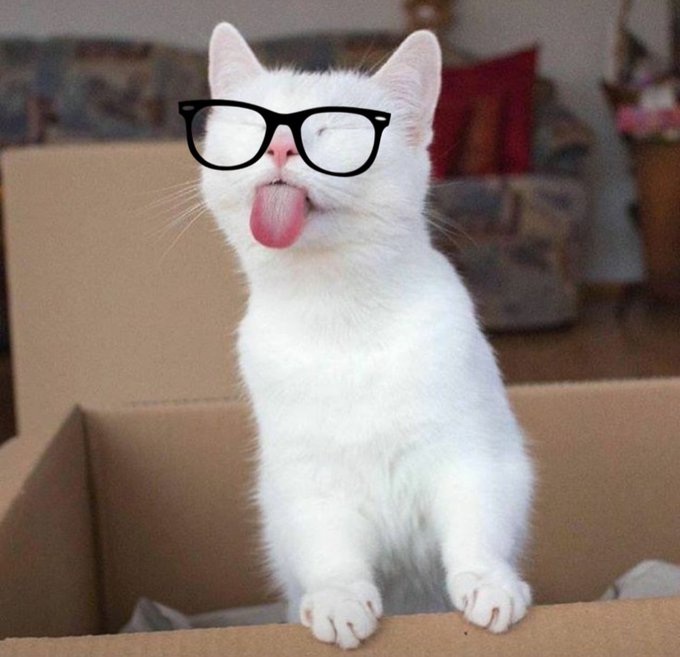 Just hit 600,000 followers ...

Thank you to all the hilarious people who come to the nutty <a href="/catturd2/">Catturd ™</a> Twitter page to talk politics, laugh, goof around, do silly hashtags, and have some good old fashion fun. 

And to all you trolls .... 👇