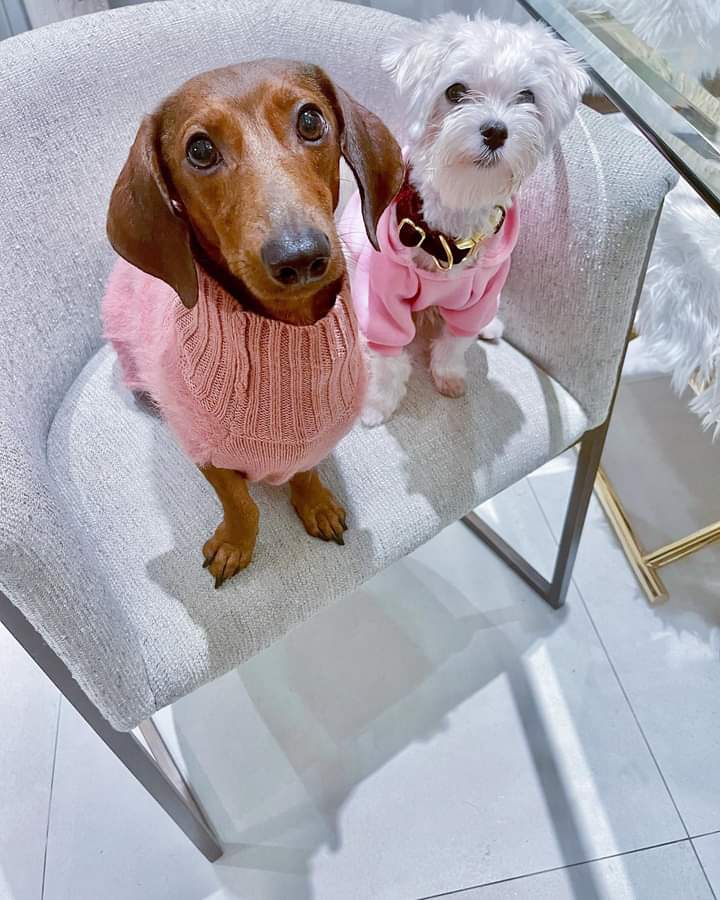 YAnobap's tweet photo. My one and only dog. https://t.co/Ev1mieAd4w