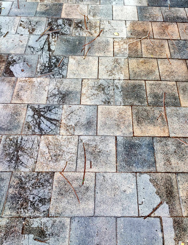 orblau's tweet photo. Fins i tot quan la mirada cau al terra com la pluja, a força de gravetat, trobem la imatge que ens retorna a casa. 

A propòsit d'un matí de pluja i els arbres contra el paviment. 

A propòsit de totes les accepcions de 'gravetat'. 

💚
#naturabana #biodiversitat #salutmental https://t.co/fPpLLBOXWw