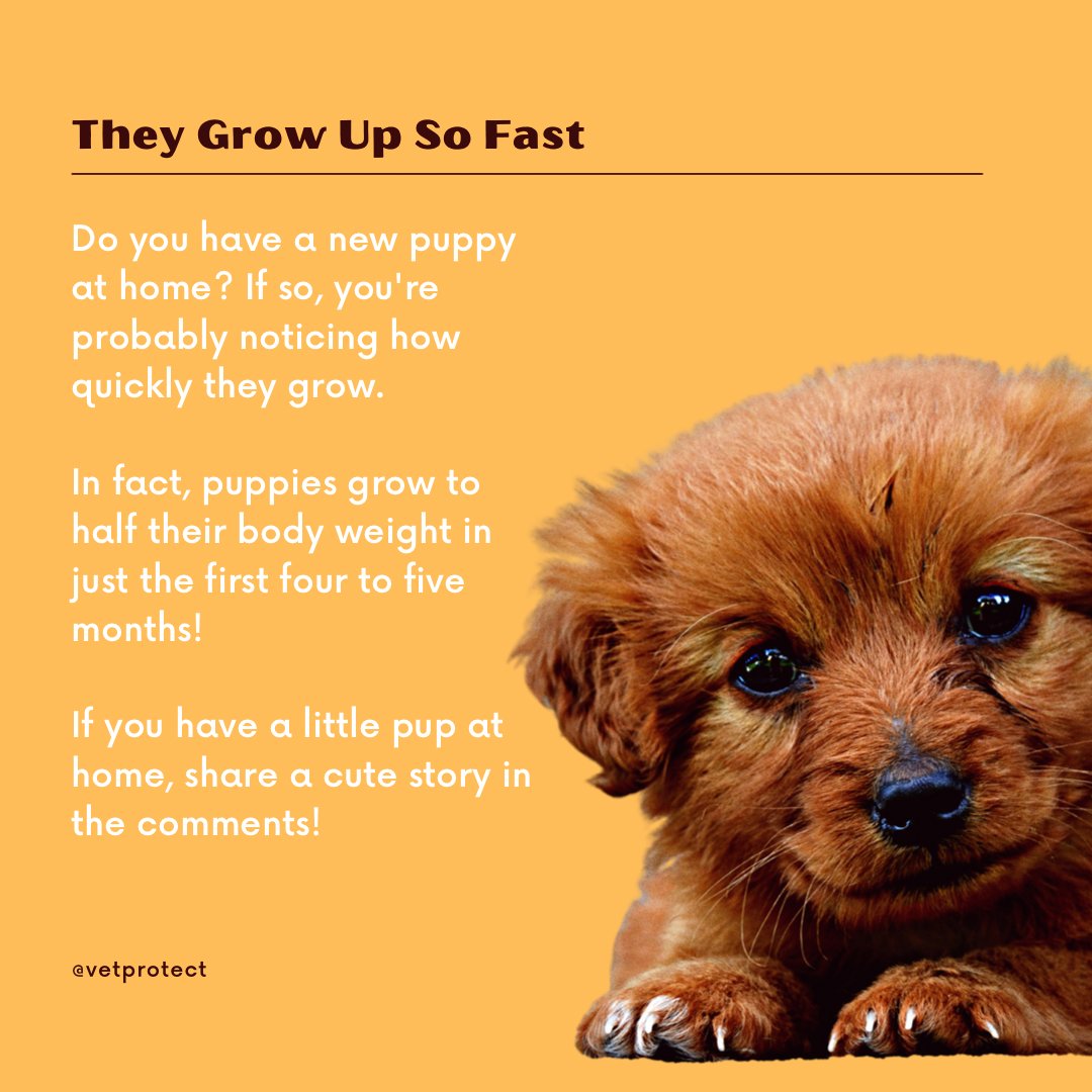 Why Do Dogs Grow So Fast