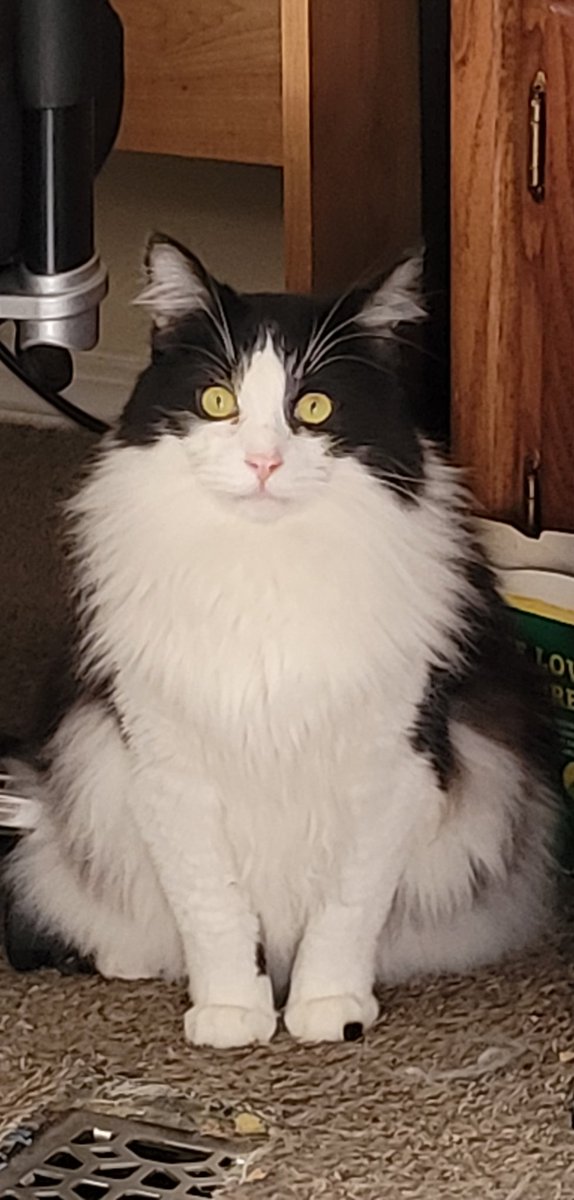 SassyPants366's tweet photo. Kitty Kane full of Fluff. He was actually tiny when he was little. So I still call him kitty Kane little man. #FLOOF #CatsOfTwitter #lomf #thoseeyesdoe https://t.co/mvWnxwbW5L
