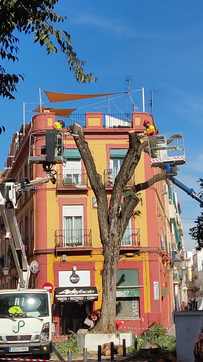 hasta_el_lunes's tweet photo. Este árbol creo que estaba sano y no suponía ningún peligro para viandantes ni vehículos. Supongo que habrá alguna razón de peso por la que el @Ayto_Sevilla ha decidido acabar con él. ¿Alguien la sabe? https://t.co/3lsWjAtEFk
