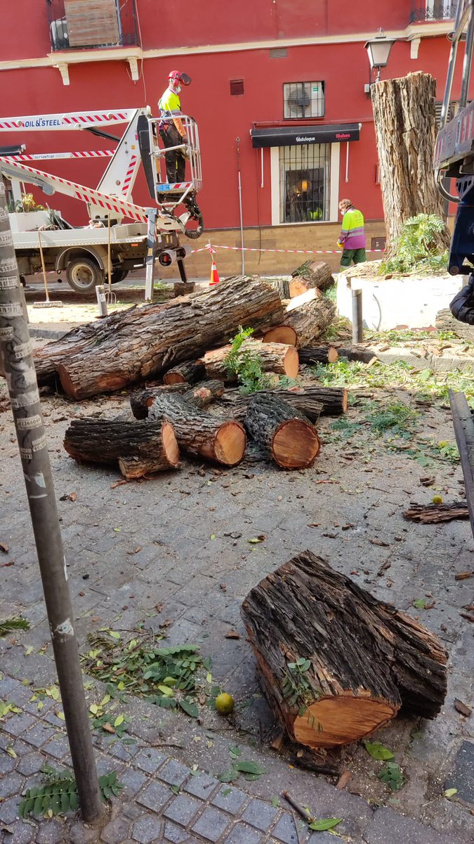 hasta_el_lunes's tweet photo. Este árbol creo que estaba sano y no suponía ningún peligro para viandantes ni vehículos. Supongo que habrá alguna razón de peso por la que el @Ayto_Sevilla ha decidido acabar con él. ¿Alguien la sabe? https://t.co/3lsWjAtEFk