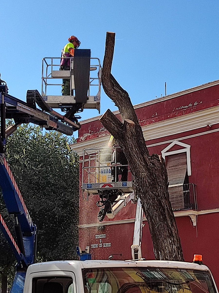hasta_el_lunes's tweet photo. Este árbol creo que estaba sano y no suponía ningún peligro para viandantes ni vehículos. Supongo que habrá alguna razón de peso por la que el @Ayto_Sevilla ha decidido acabar con él. ¿Alguien la sabe? https://t.co/3lsWjAtEFk