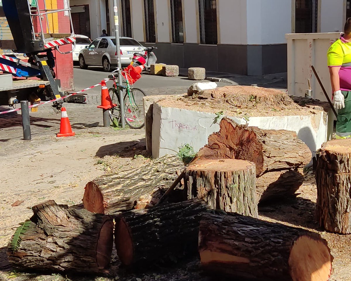 hasta_el_lunes's tweet photo. Este árbol creo que estaba sano y no suponía ningún peligro para viandantes ni vehículos. Supongo que habrá alguna razón de peso por la que el @Ayto_Sevilla ha decidido acabar con él. ¿Alguien la sabe? https://t.co/3lsWjAtEFk