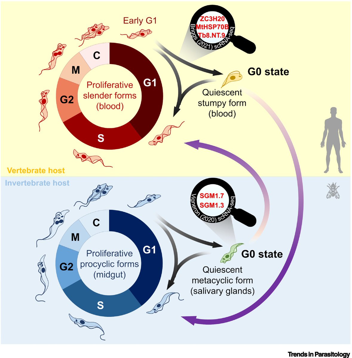 TrendsParasitol's tweet photo. Drs @AbucheryBryan @jablack18 &amp; @MarceloSdaSilv4 highlight @ProfSerapAksoy, @emmabriggs6 &amp; colleagues’ work on #SingleCell #transcriptomics in #trypanosomatids published in @PNASNews &amp; @NatureComms. @daSilvaLab2 @YaleEMD @YaleSPH @SBSatEd @WCIPGLASGOW

https://t.co/GVb1kAvM1e https://t.co/ph30WTJRNR