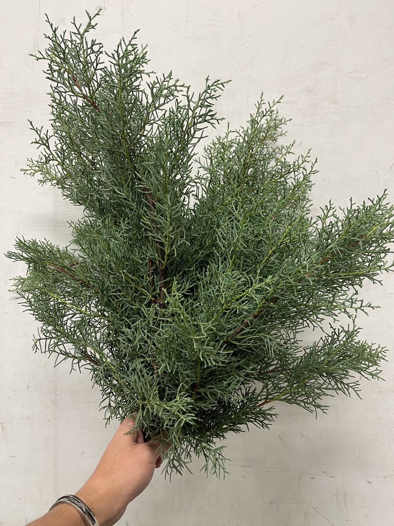 お花の定期便 つくり手が見えるお花の通販 よいはな 大好きなヒバ ブルーアイス とにかく香りが最高 Wreatheでもよし Swagでもよし この時期には 欠かせないアイテムですよ 花屋の舞台裏 T Co Xkva0avx38 Twitter