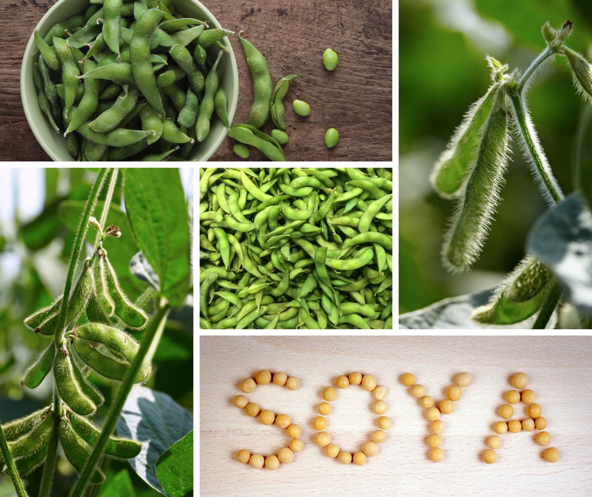 Secondmedic's tweet photo. I just published What are the health benefits of Soya Bean? https://t.co/aZ3TAVwv98 https://t.co/2x5d3rEyrI