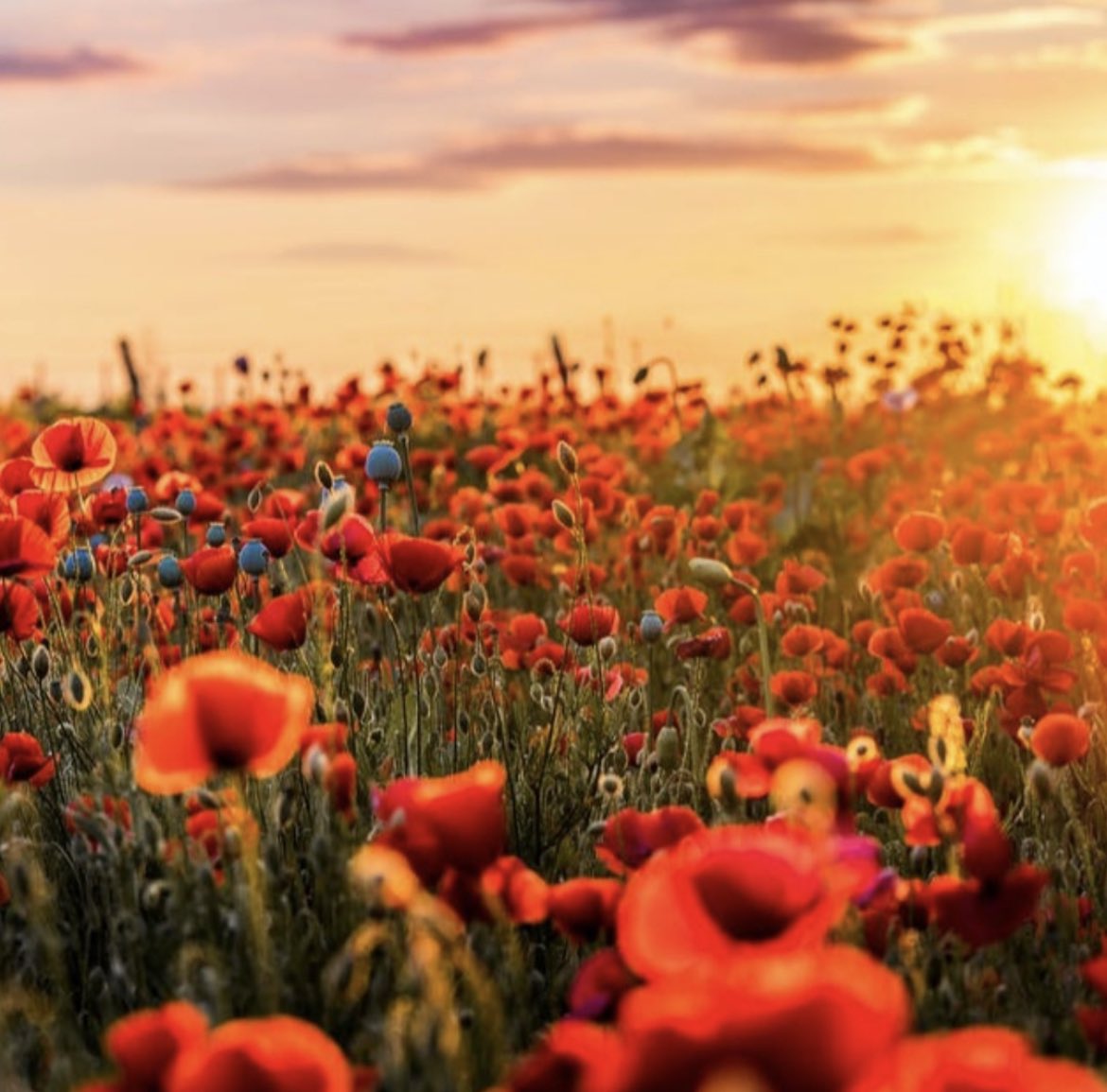 Today, we will remember them.

The Borough of Broxbourne observed a two-minute silence today to remember those who gave their lives in the service of this country.

#LestWeForget