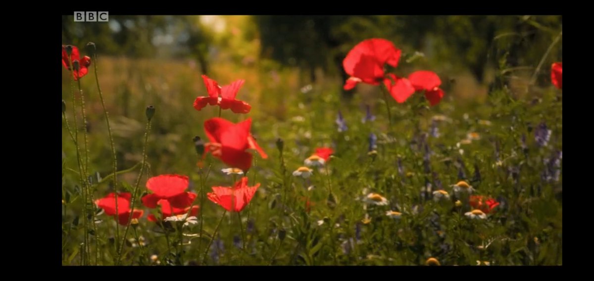 MaxKashevsky's tweet photo. Three years ago today, Doctor Who aired a Remembrance Day story: Demons of the Punjab, where aliens who try to remember the forgotten visit the aftermath of the British Empire—the soldiers, wars, and borders forgotten in more jingoistic Remembrance Day narratives. https://t.co/viEWo6pCYy