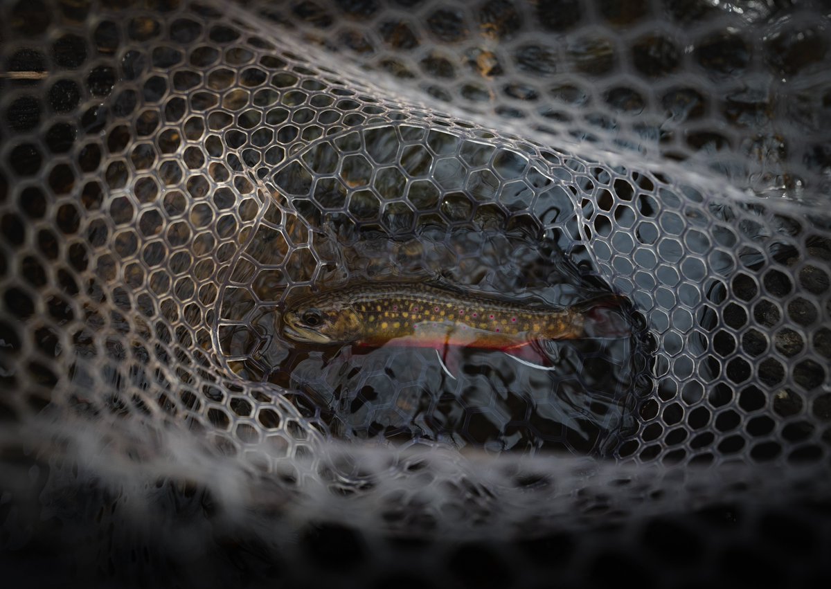 Angler's Coffee tweet media