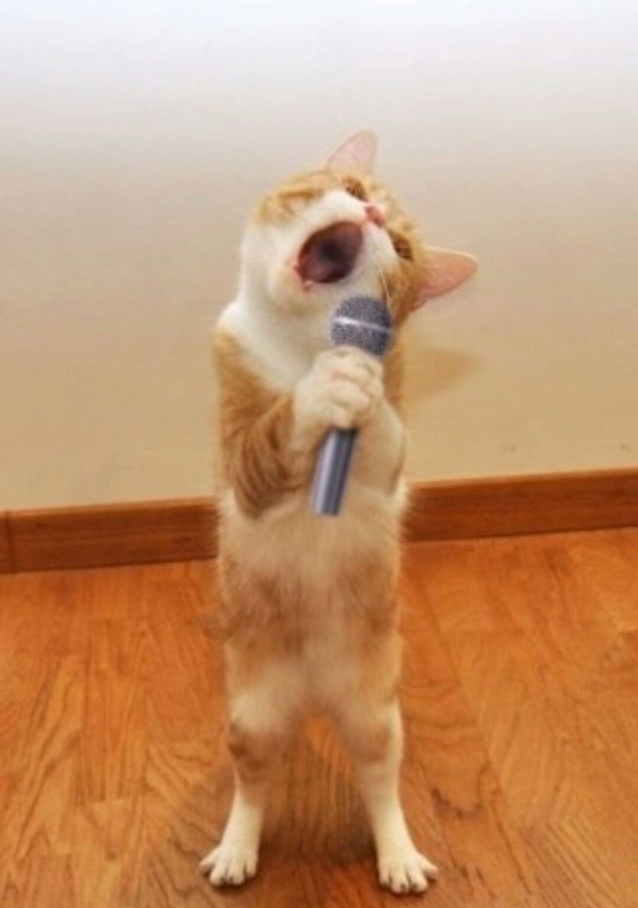 よだっちょ Au8xht86e2ucehv Twitter