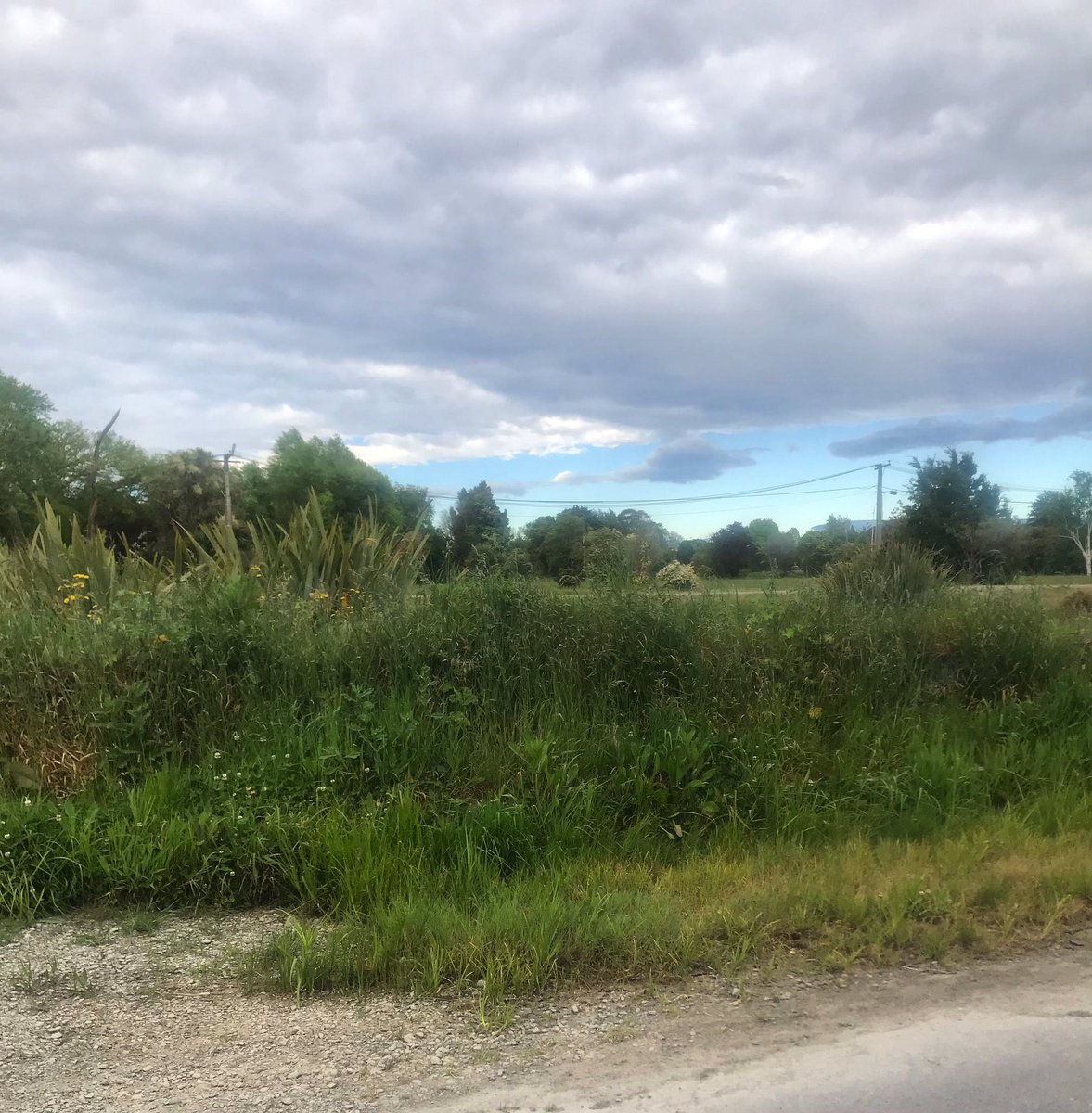 pippy_ms's tweet photo. Early Summer in the Avonside Red Zone #Avonside #RedZone #Christchurch https://t.co/QTyMA7Xsvq
