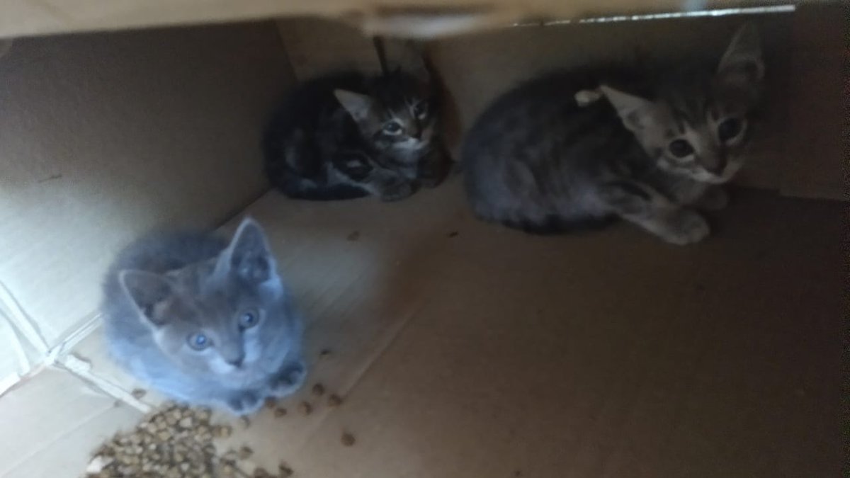 Luu_Suarez_15's tweet photo. Me ayudan a  buscarles un hogar a estos bebés? https://t.co/3vbtTVcZN1