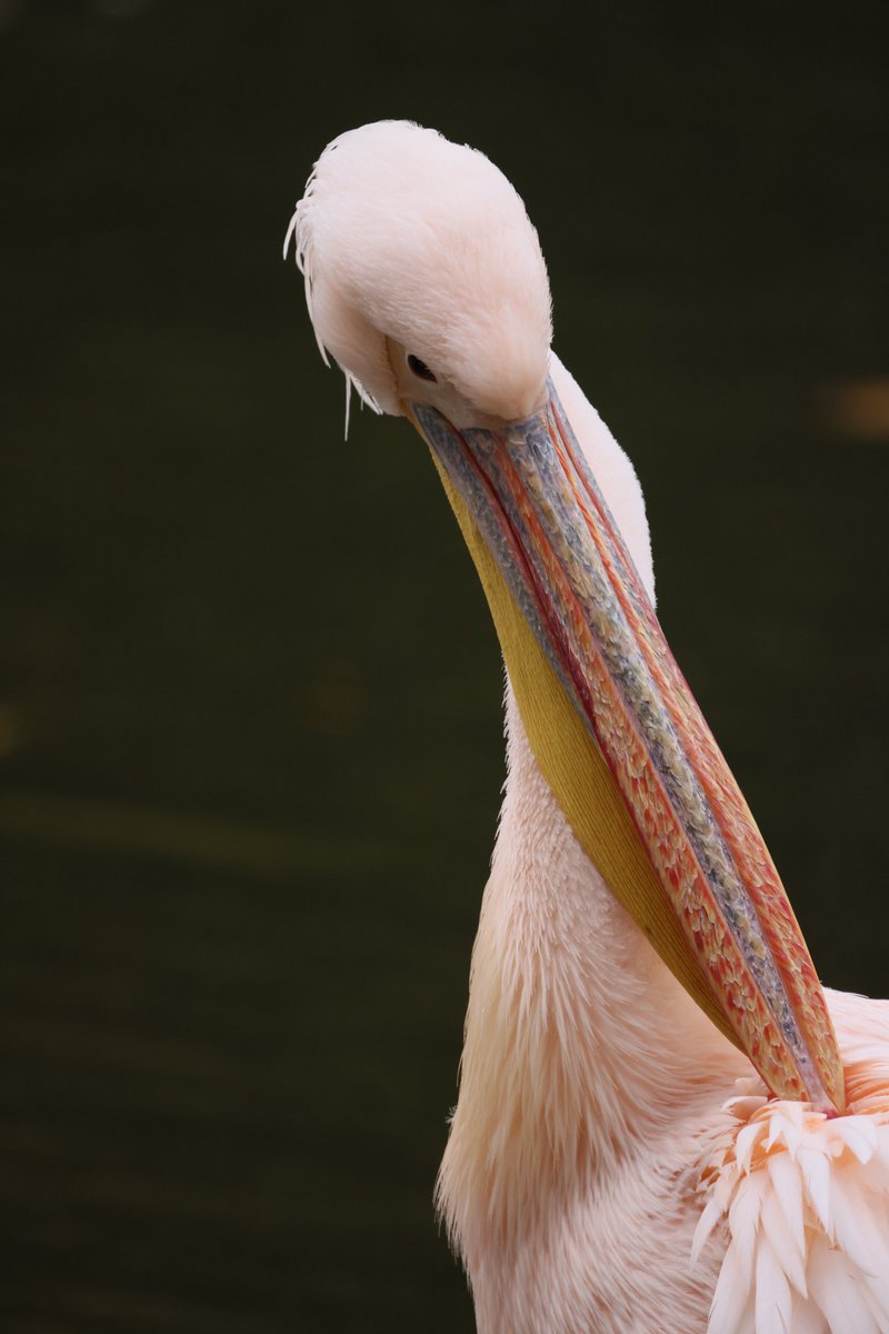 RKKwiatek's tweet photo. London #londonanimals #Pelicans #Park #londonpark
#bigbirds #animals https://t.co/wkVsSvp60o
