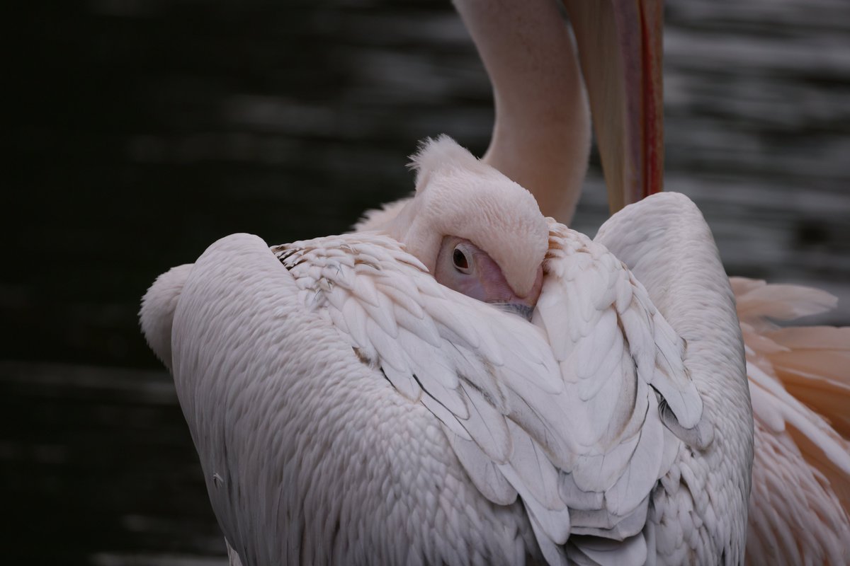 RKKwiatek's tweet photo. London #londonanimals #Pelicans #Park #londonpark
#bigbirds #animals https://t.co/wkVsSvp60o