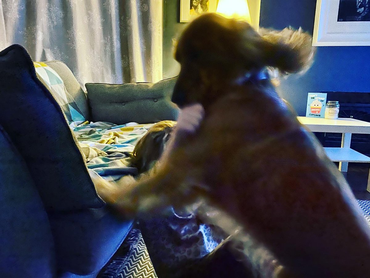 warrenyorkhypno's tweet photo. Hurry up and throw the thing….                                      
…oh                                  #puppies #puppyattack https://t.co/bHBiQtcZlp