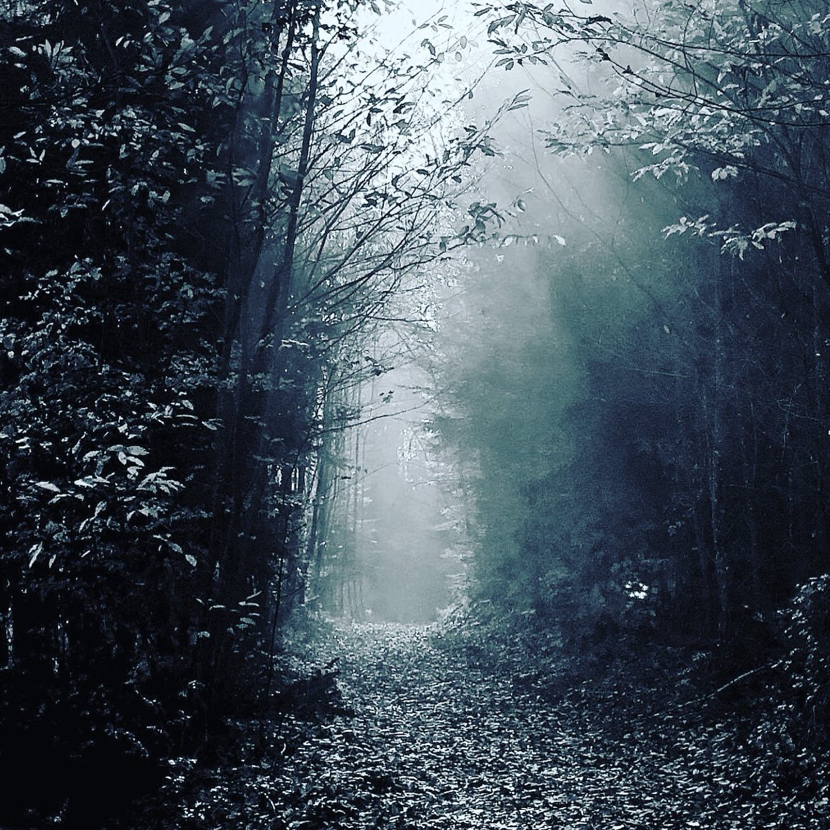 Boidalon's tweet photo. 📸 #JeudiPhoto 📸
📸 #BoidaPic 📸

Clair obscur d’un chemin alsacien…

"Peu importe la destination, ce qui compte, c’est le #Voyage."

#BoidaLife
#BlackAndWhite
#Winter
#Forrest
#WinterForrest
#Alsace
#BasRhin
#Vosges
#VisitAlsace https://t.co/TgEkvZoPFq