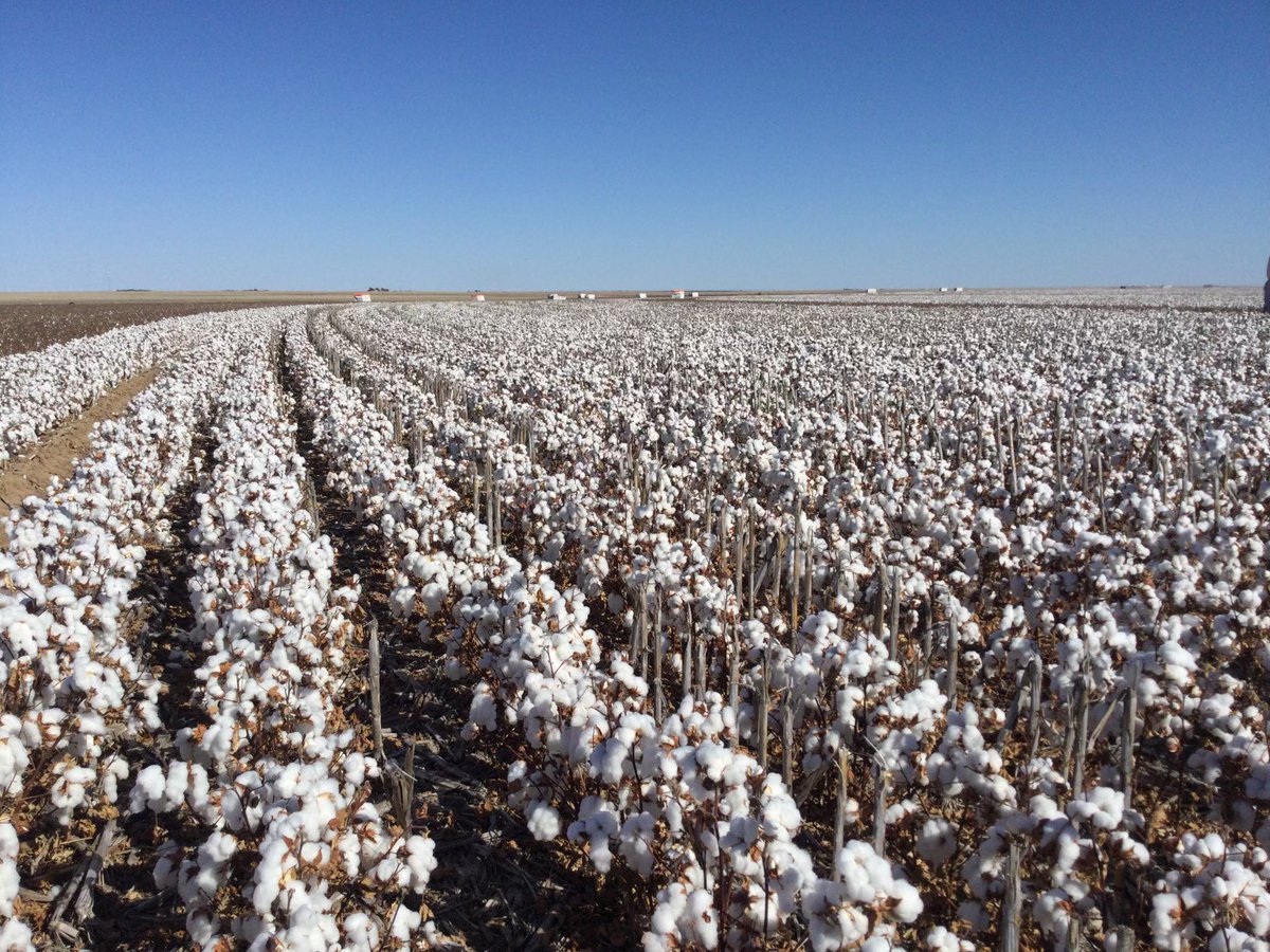 ArmorSeed's tweet image. Beautiful bolls as far as the eye can see. That’s what we find in Scott and Marlon Nichols’s good-looking field of #Armor3474 in Texhoma, Texas. Another one ready to go. #ArmorCotton #StartStrong #harvest21