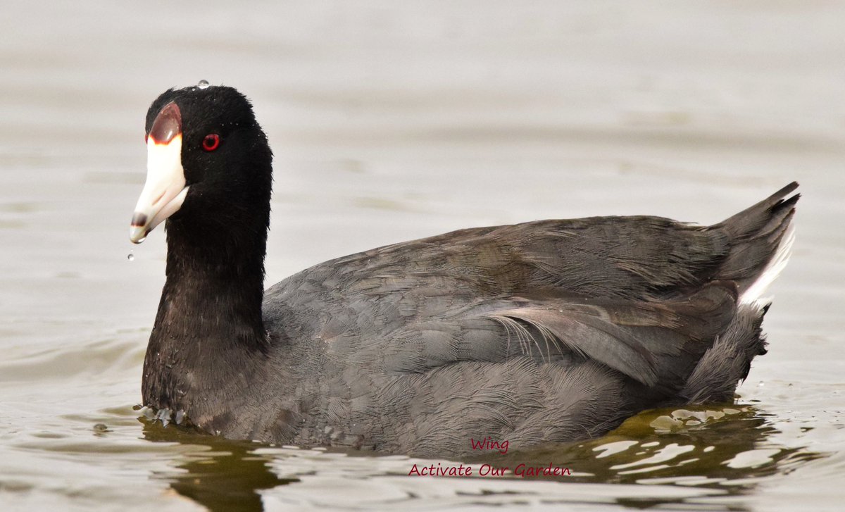 OurActivate's tweet photo. American Coots are making their appearances in #NYC again.
They might look like ducks but they are not and no webbed feet.
#lake #birdphotography #birds #wildlife #nature #NaturePhotography #TwitterNatureCommunity #wildlifephotography @BirdQueens #fallarrivals https://t.co/OOftgECojG